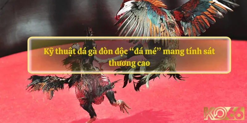 Kỹ thuật đá gà đòn độc “đá mé” mang tính sát thương cao