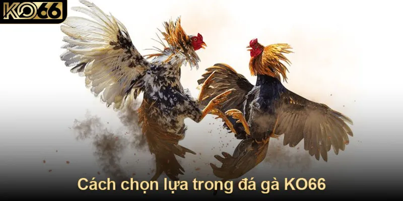 Cách chọn chiến kê tham gia đá gà tại KO66