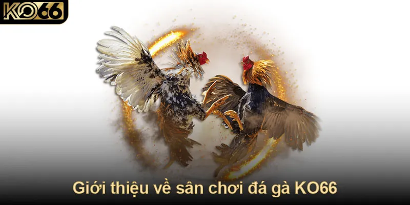 Giới thiệu sân chơi đá gà