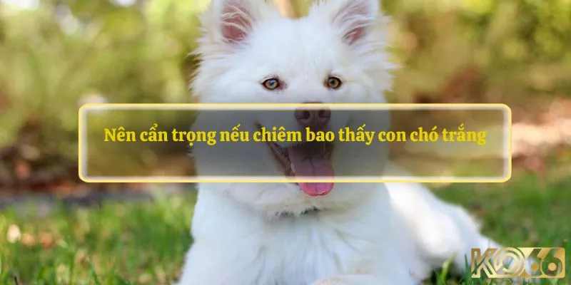 Nên cẩn trọng nếu chiêm bao thấy con chó trắng