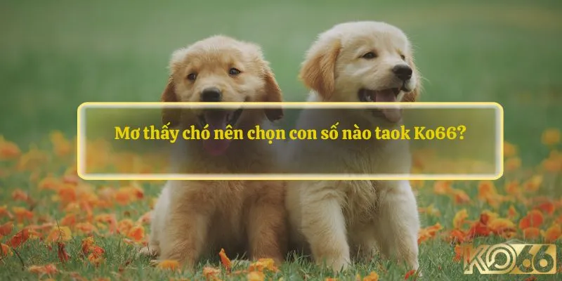 Mơ thấy chó nên chọn con số nào 